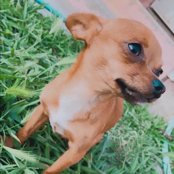 Meet your Posher, Lucero - Picture 1 of 1